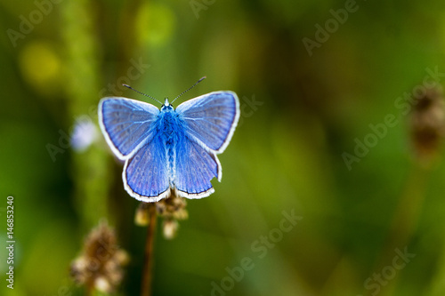 farfalla azzurra posata su fiore