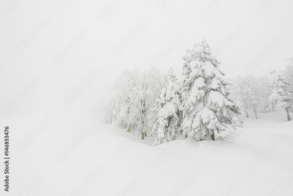 Tree covered with snow  on winter storm day in  forest mountains .