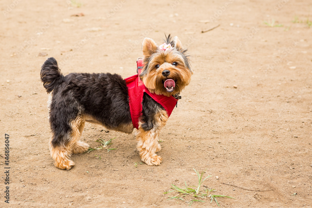 The Yorkshire Terrier The Yorkshire Terrier