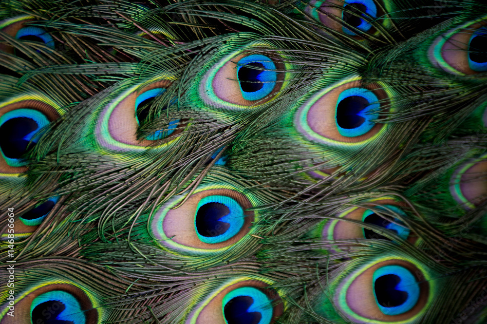 Fototapeta premium Full frame of peacock feathers