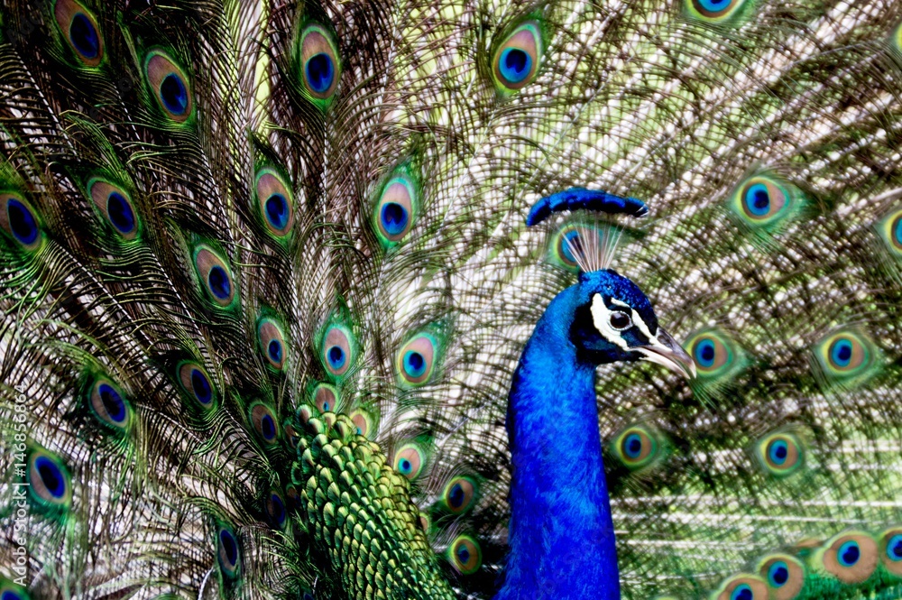 Fototapeta premium Peacock
