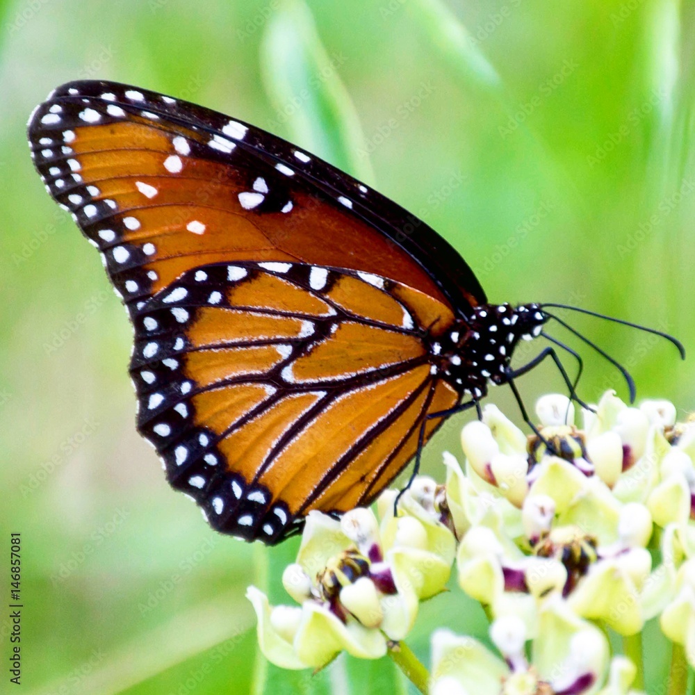 Fototapeta premium Queen butterfly on antelope horn milkweed