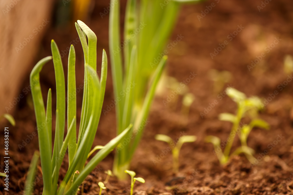 young green onions in the garden in the greenhouse young green onions in the garden in the greenhouse