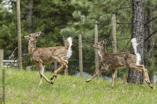 Two deer running in grass. © Gregory Johnston