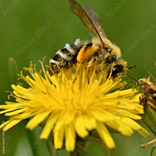 bee collects nectar on a dandelion