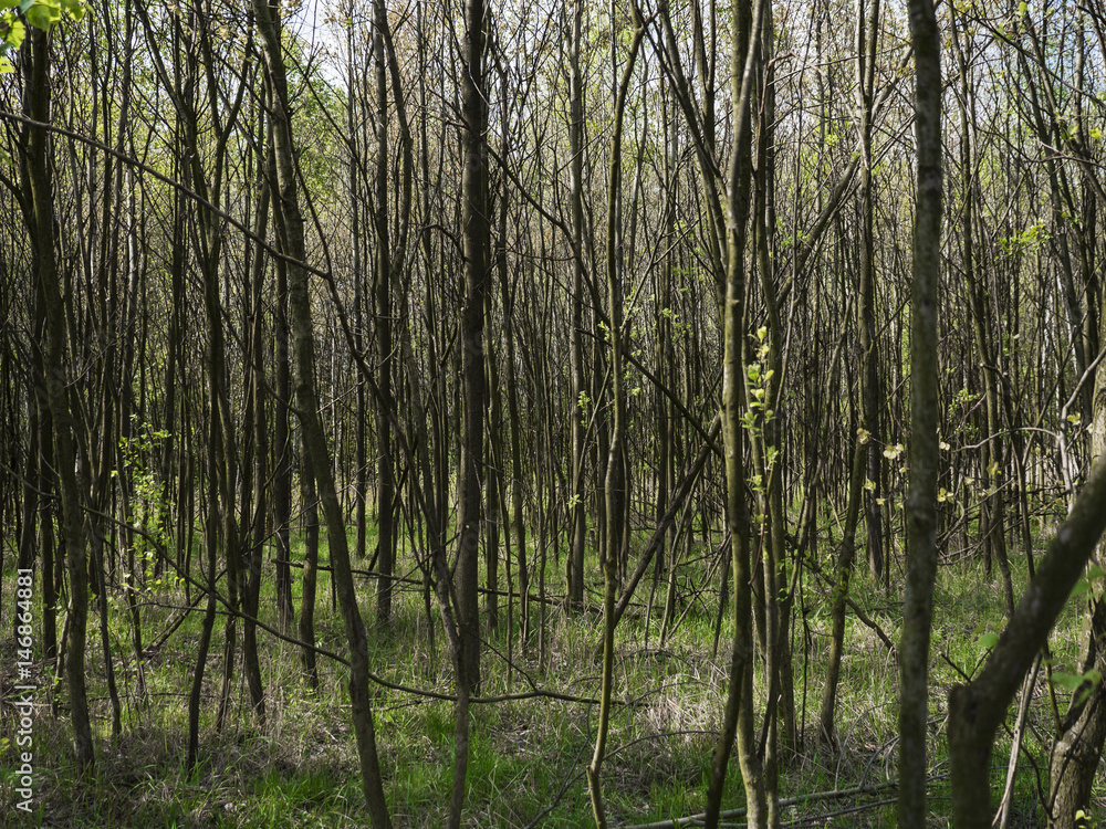 Little trees Little trees