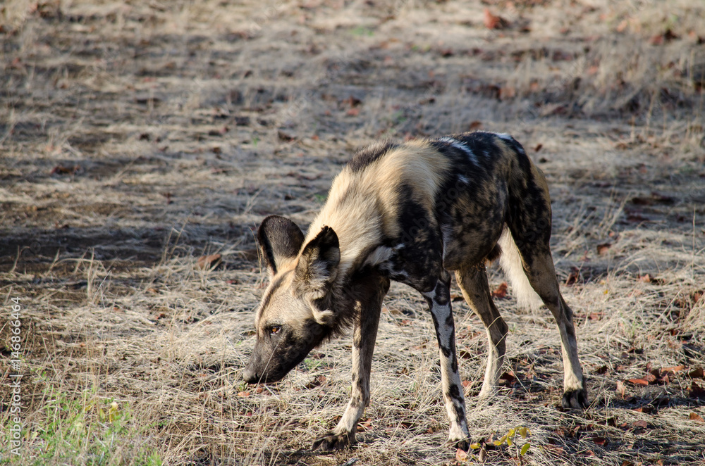 Fototapeta premium Nature in Africa