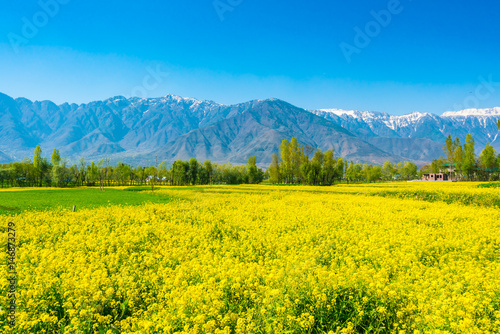 Mustard field with Beautiful snow covered mountains landscape Kashmir state, India