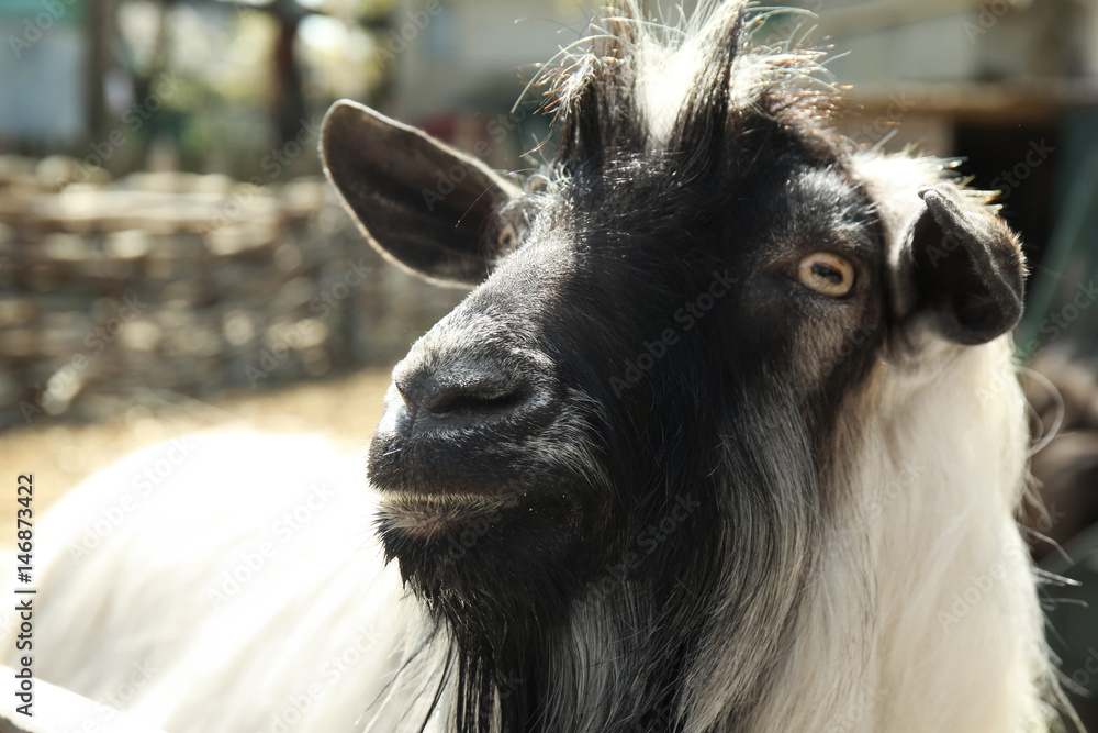Cute funny goat in zoological garden, closeup