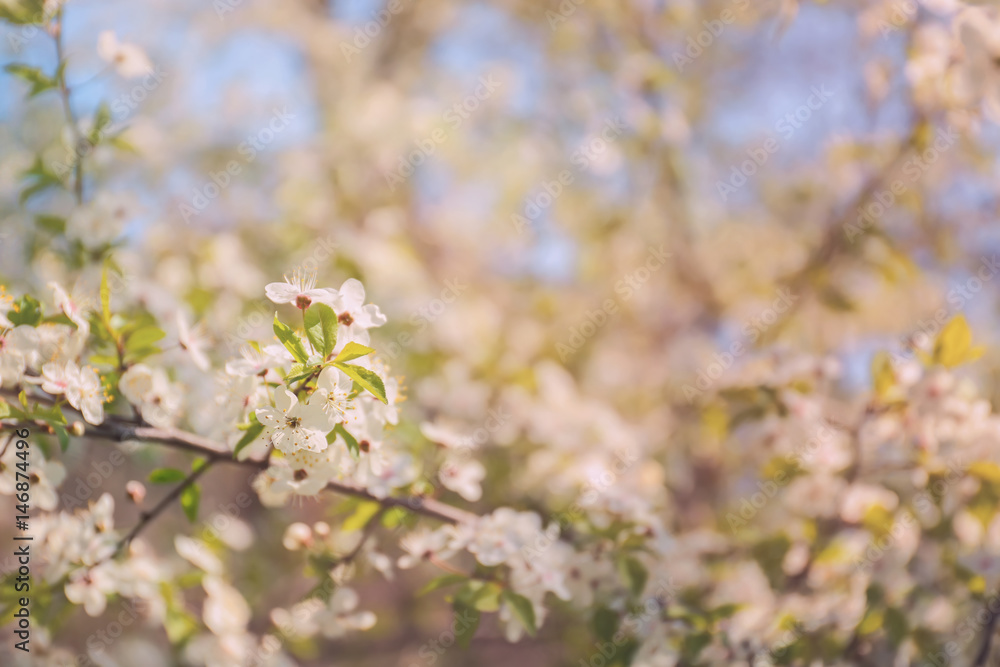 Branch of blooming tree flowers on blurred background