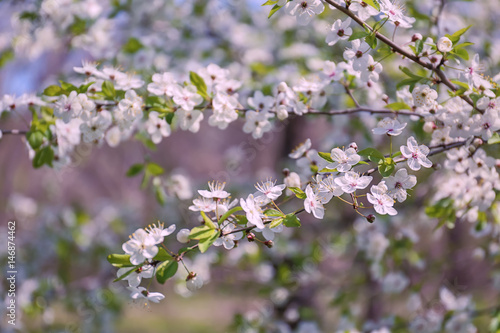 Branches of blooming tree flowers on blurred background © Africa Studio