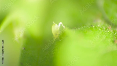 Green Camouflage Fly Larvae Aphids Insects Crawling on a Leaf, Detailed Macro photo