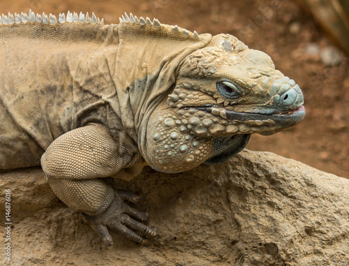 Large Iguana