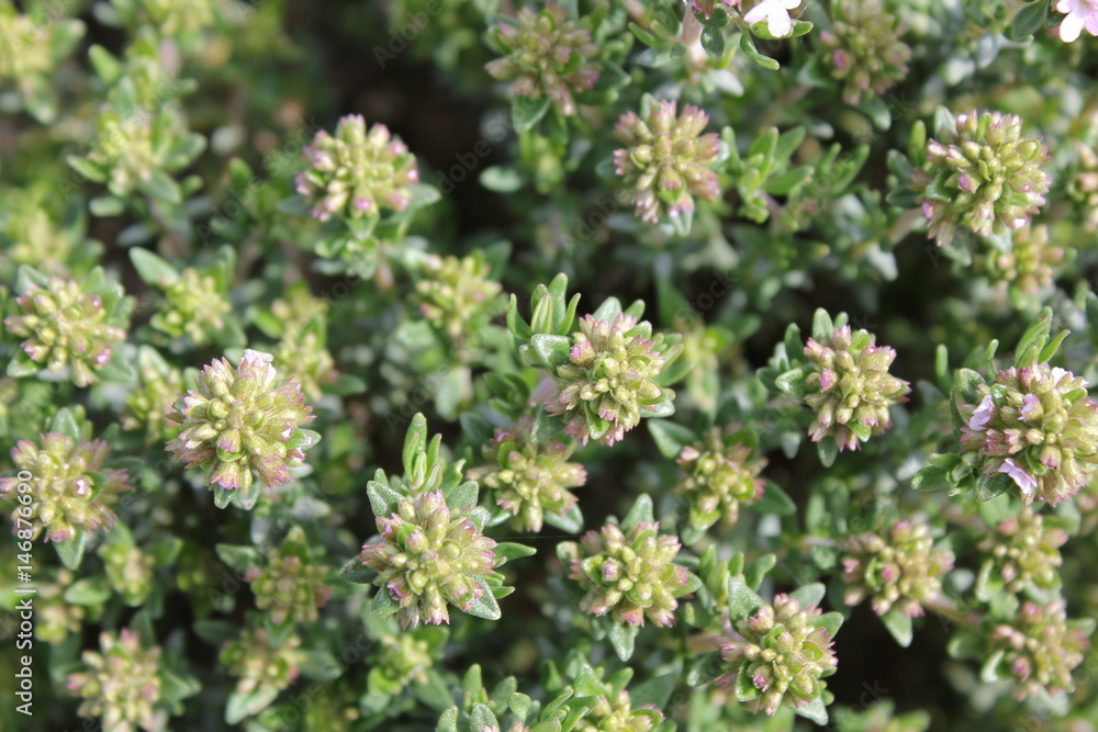 Thym en fleur Thym en fleur