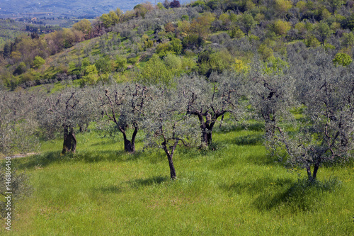 Olive trees on a hill