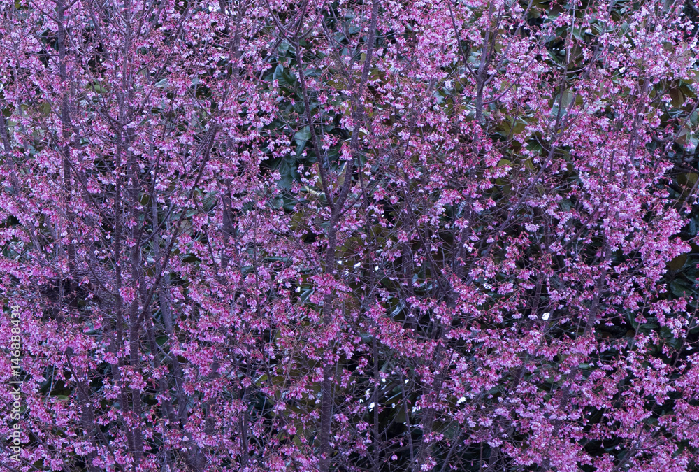Wall of Pink Flowers