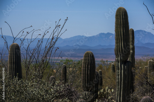 Tucson Desert Scene 