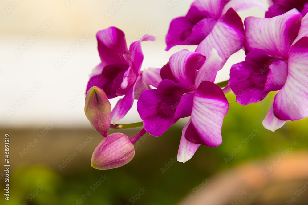 Beautiful Orchid flower and green leaves on the blur background Beautiful Orchid flower and green leaves on the blur background