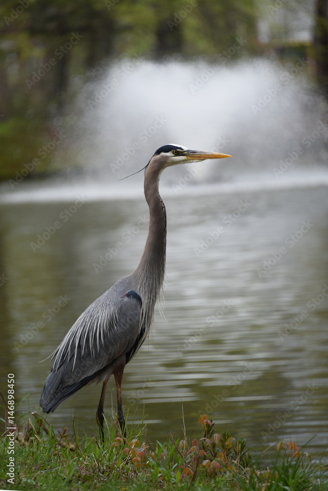 Fototapeta premium Great Blue Heron at Elizabeth Park, Hartford, Connecticut, 4/30/2017