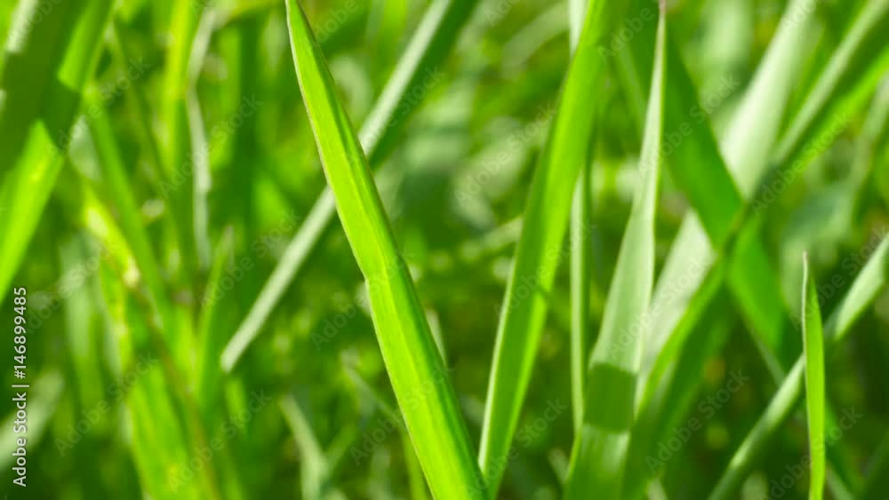 Macro of Green Grass Field in the Wind Macro of Green Grass Field in the Wind