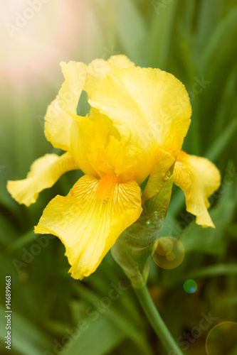 Yellow iris flower