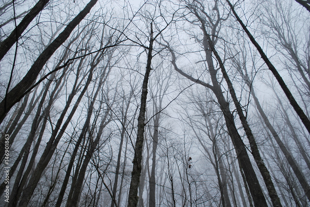 Fototapeta premium forest fog