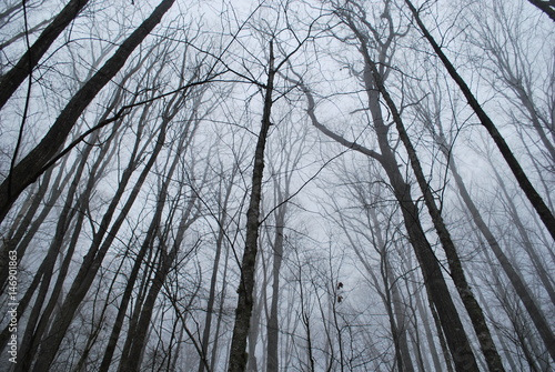 forest fog