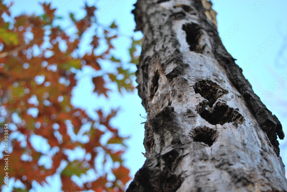Obraz premium tree trunk