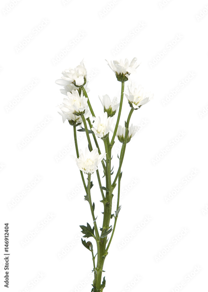 Naklejka premium bouquet white chrysanthemums