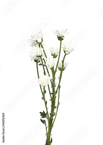 bouquet white chrysanthemums © 1981 Rustic Studio