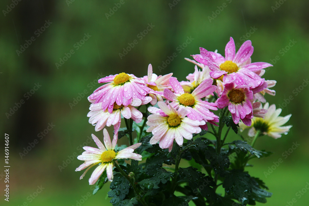 Pink Chrysanthemums Pink Chrysanthemums