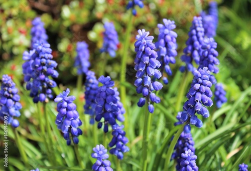 Muscari flowers bloom in spring garden 