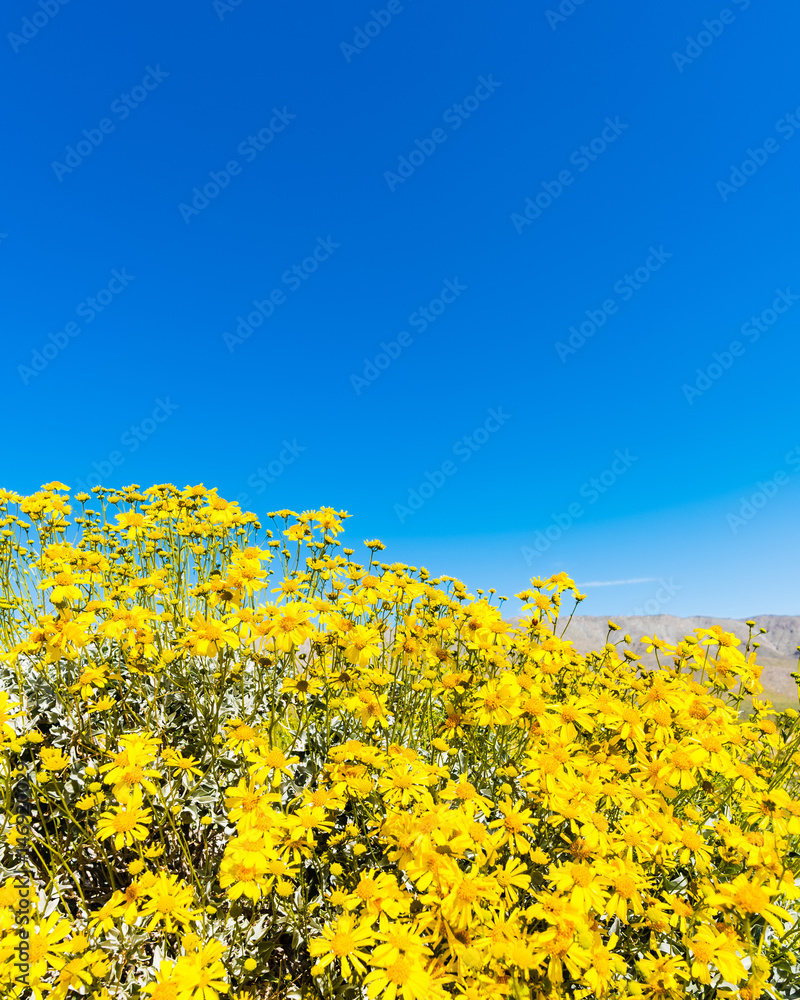 Fototapeta premium Bright yellow wildflowers against a blue sky.