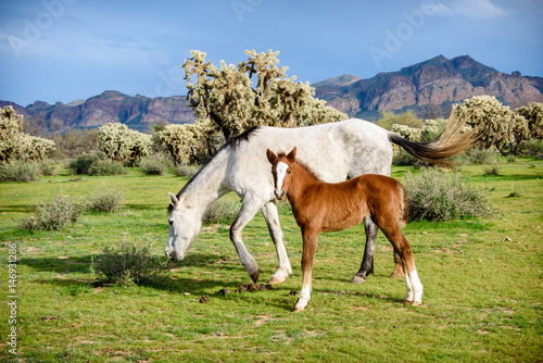 White wild horse grazes while young colt looks into camera in front of the usuary mountains in Phoenix Arizona