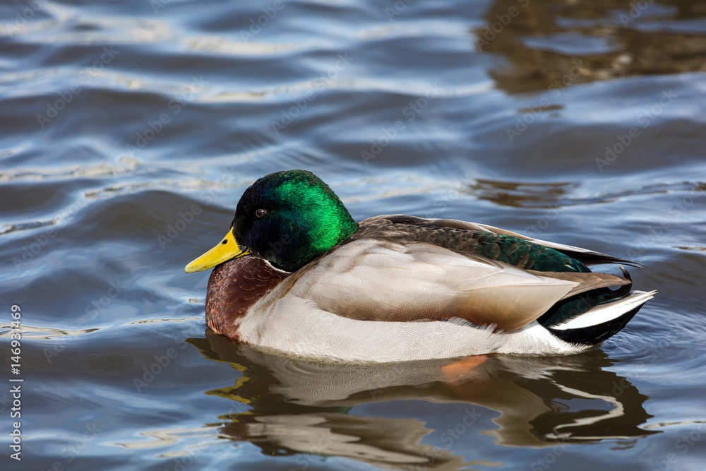 Obraz premium Wild Mallard is probably the world's best known duck as it can be found in almost any city-park pond around the world.