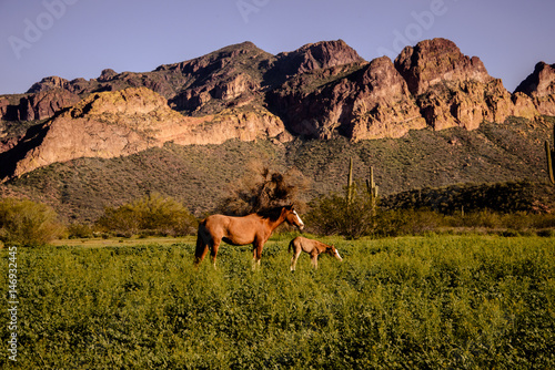 hour old colt with mare by usury mountains in Arizona desert