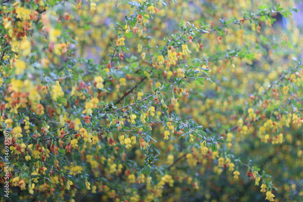 flowers flowers
