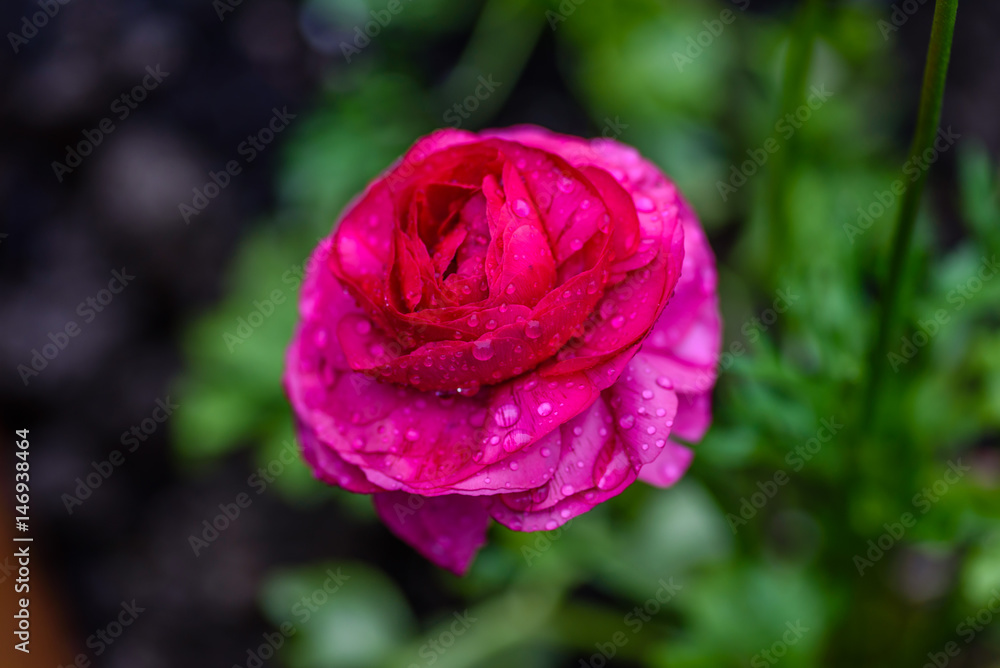 closeup of a pink ranunculus bloom with raindrops closeup of a pink ranunculus bloom with raindrops