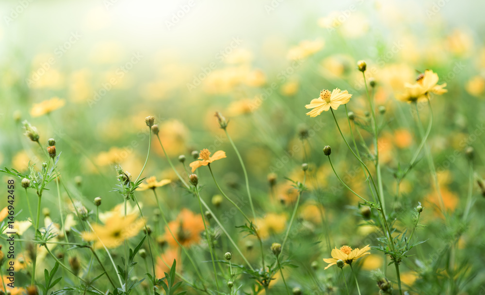 Yellow Cosmos flower field, flower background