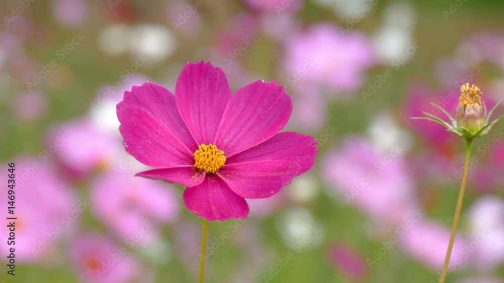a pink cosmos flower is shaking with the gently wind in the field a pink cosmos flower is shaking with the gently wind in the field