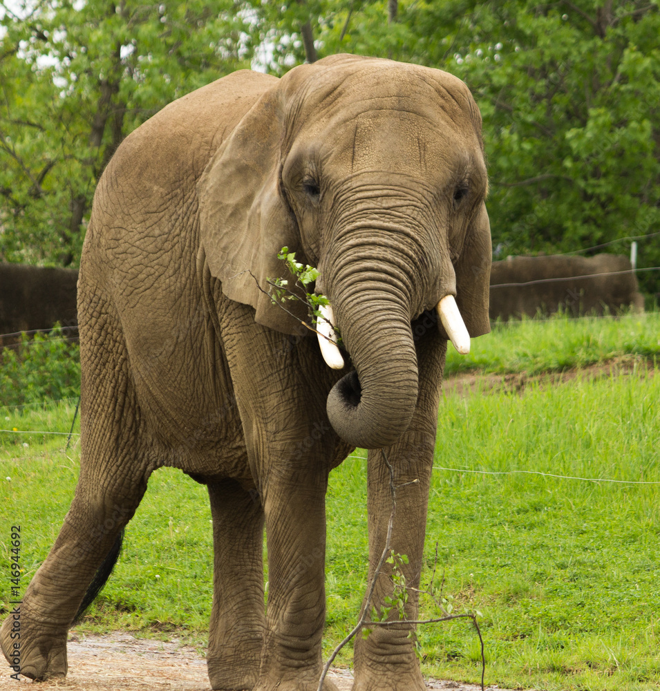 Obraz premium Elephant