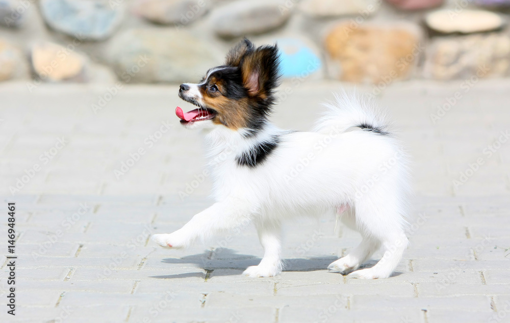 A small papillon puppy is walking along the street. Nice dog with white hair. A beautiful and active animal in sunlight.