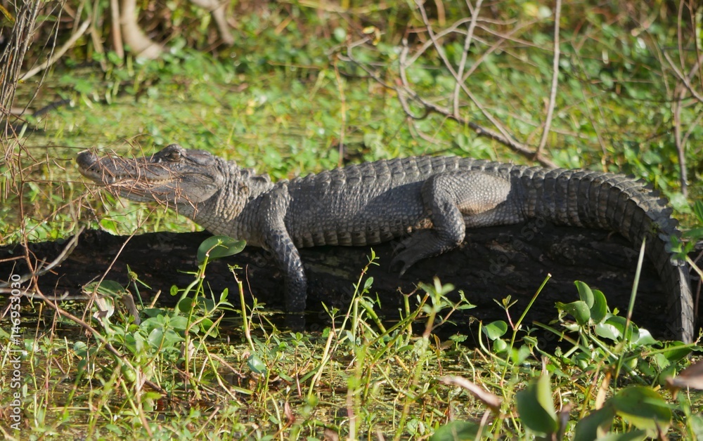 Alligator on a trunk An alligator suns itself on top of a fallen tree. Alligator on a trunk An alligator suns itself on top of a fallen tree.