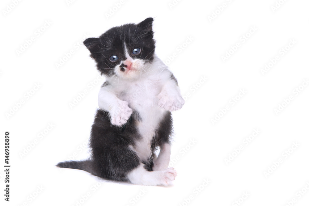 Cute Baby Tuxedo Style Kitten On White Background Cute Baby Tuxedo Style Kitten On White Background
