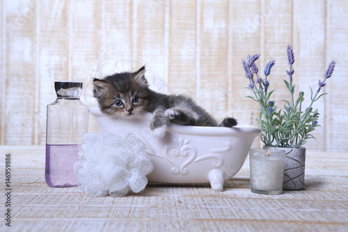 Fototapeta Naklejka Na Ścianę i Meble -  Adorable Kitten in A Bathtub Relaxing