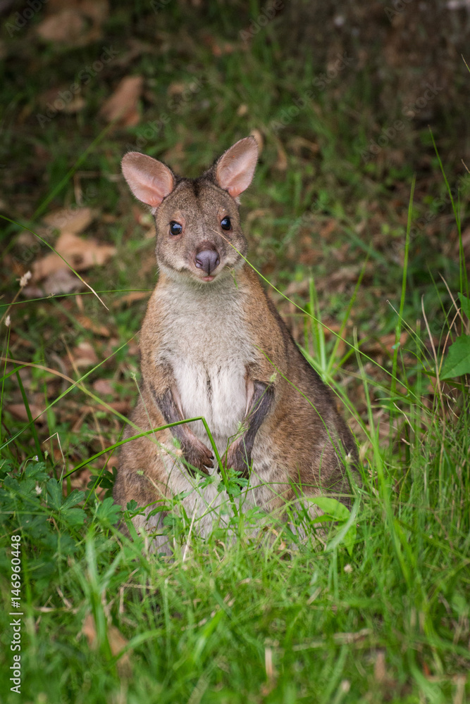 Little curious kangaroo hiding in grass in Australian bush wild animals Little curious kangaroo hiding in grass in Australian bush wild animals