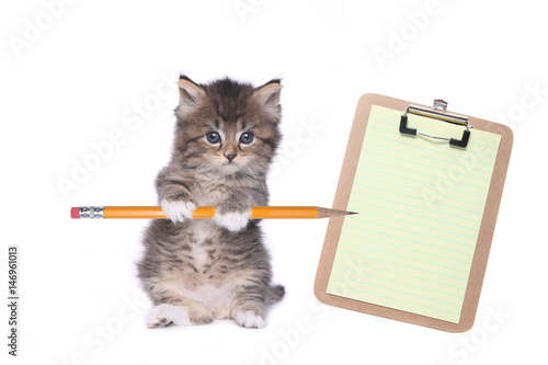 Fototapeta Naklejka Na Ścianę i Meble -  Cute Kitten Holding Pencil With Blank Clipboard
