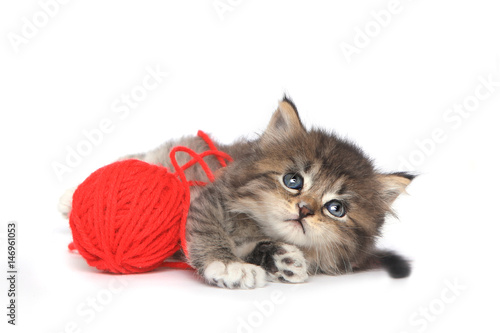 Fototapeta Naklejka Na Ścianę i Meble -  Playful Kitten With Red Ball of Yarn