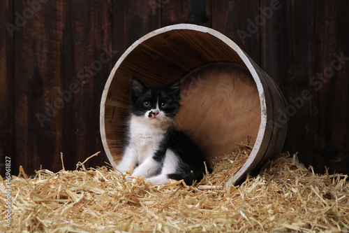 Fototapeta Naklejka Na Ścianę i Meble -  Cute Adorable Kittens in a Barn Setting With Hay