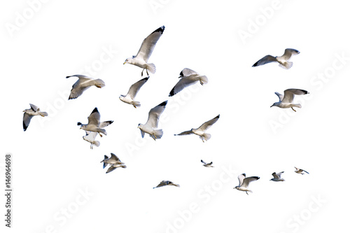 Ring-billed sea gulls isolated against white